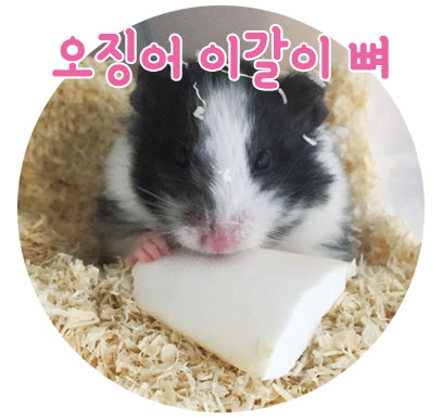 이갈이 오징어 뼈