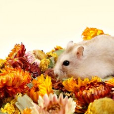 [타핏] 드림 가든 플라워 베딩 100g